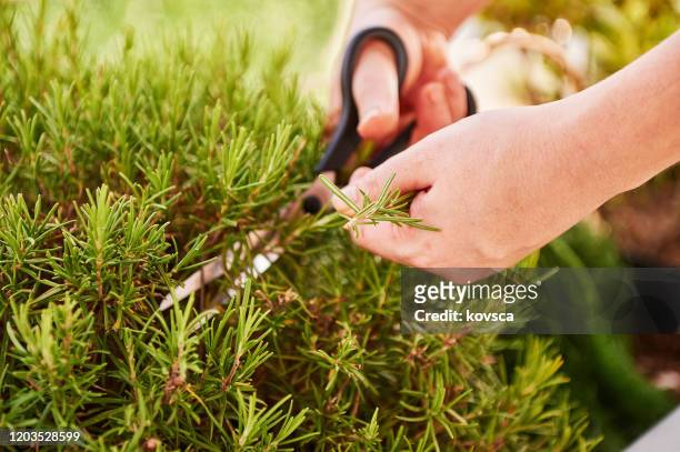 young woman cutting herbs - oregano stock pictures, royalty-free photos & images