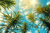 Cannabis Plants on Field with Blue Sky and Sun