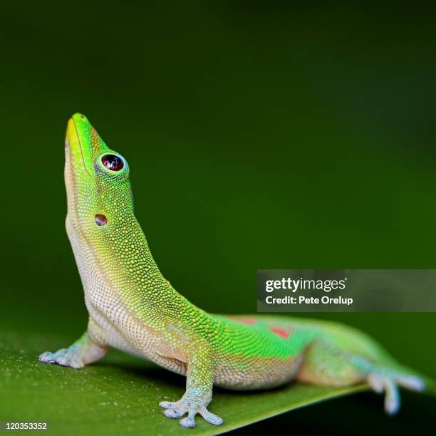 green gecko - geco foto e immagini stock