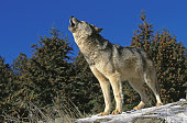 NORTH AMERICAN GREY WOLF canis lupus occidentalis, ADULT HOWLING ON ROCK, CANADA