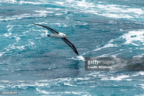 albatros em voo - albatros - fotografias e filmes do acervo