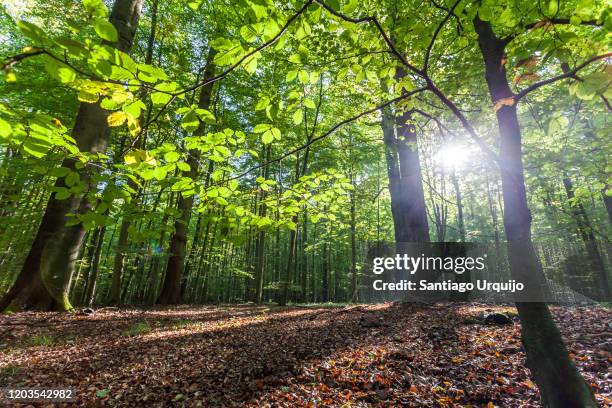 low angle view of beech forest in springtime - british woodland stock pictures, royalty-free photos & images