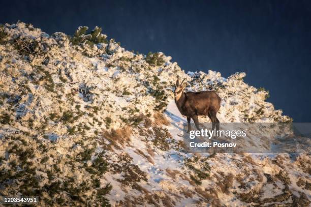 chamois goat - chamois stock pictures, royalty-free photos & images