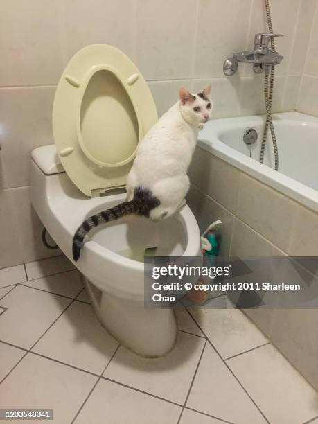cat peeing in toilet - pistazie stockfoto's en -beelden