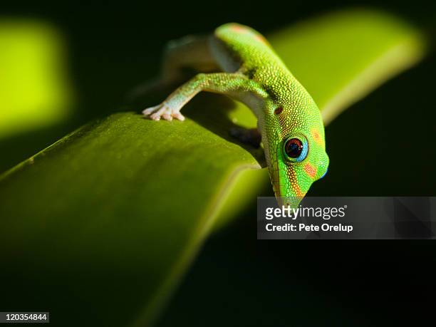 green gecko - geco foto e immagini stock