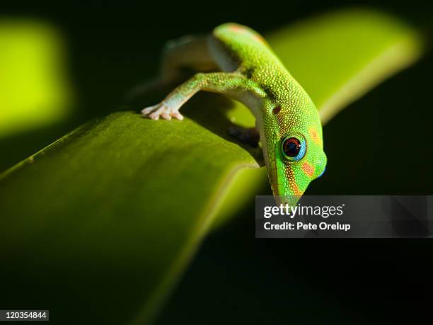 green gecko - geckoödla bildbanksfoton och bilder