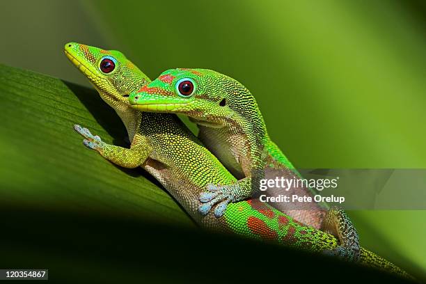 pair of mating green geckos - accouplement animal photos et images de collection