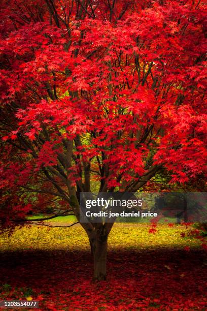 red and yellow, japanese red maple, herefordshire, england - arce rojo fotografías e imágenes de stock