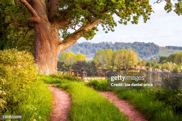 country lane, letton, hereford, herefordshire, england - hereford stock-fotos und bilder