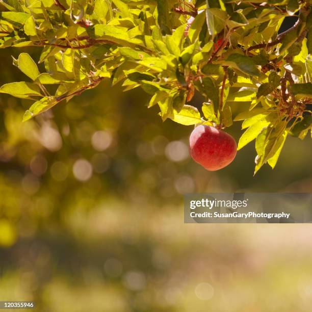 single dangling apple in an ochard - カリオルニア州アップルバレー ストックフォトと画像