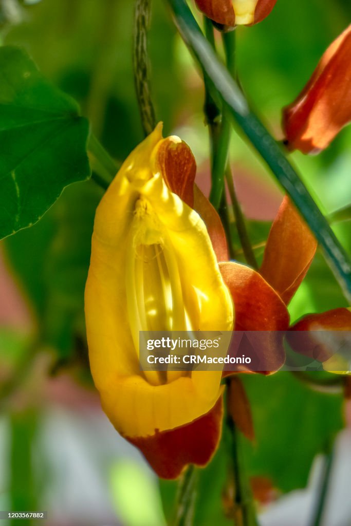 Thunbergia mysorensis