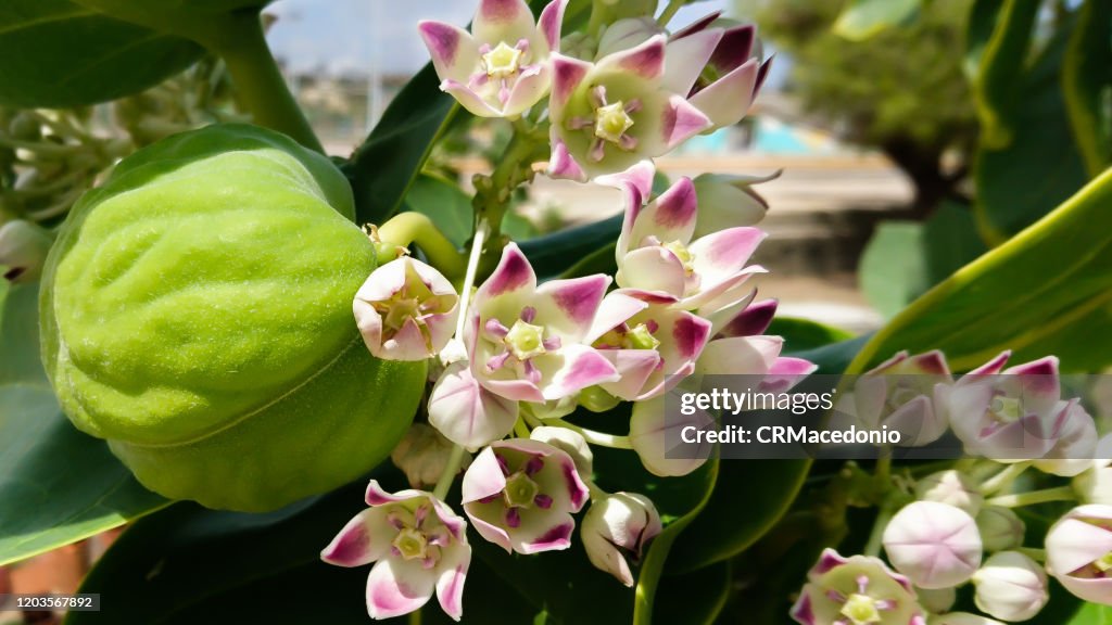 Calotropis procera is a species of flowering plant. The green fruits contain a toxic milky sap that is extremely bitter.