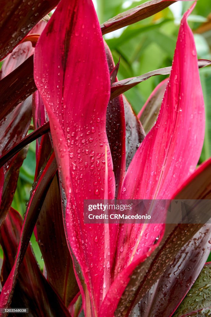 Cordyline