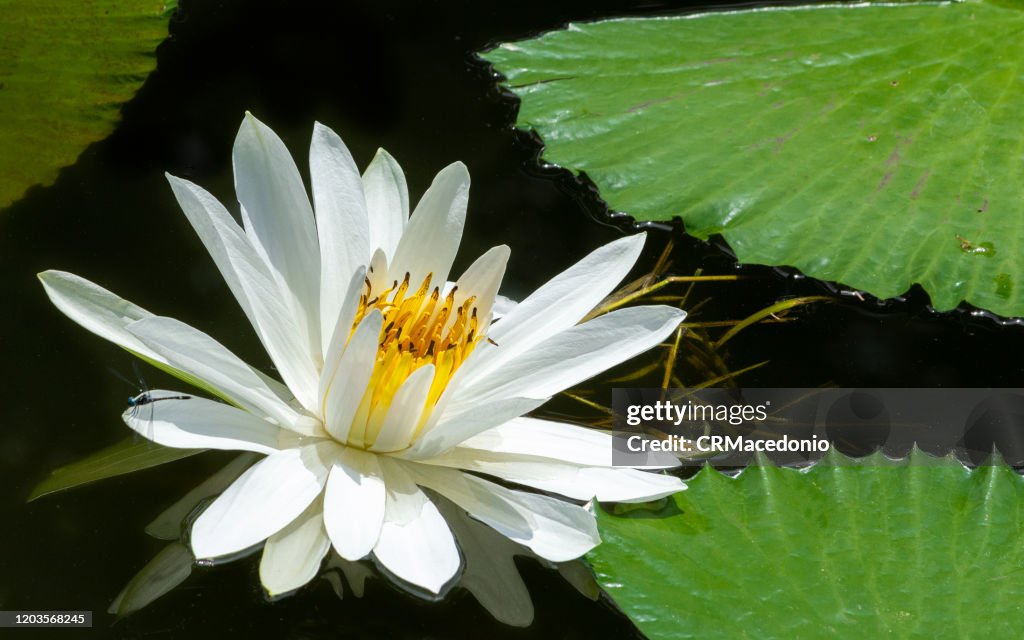 Beautiful water lilies, beautifying parks and gardens around the world.