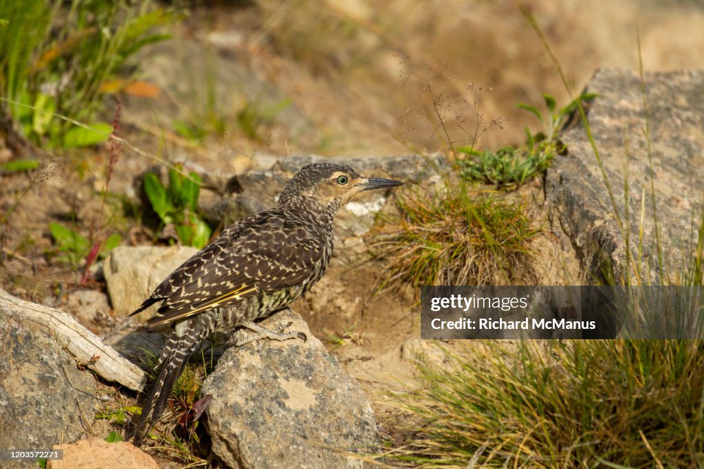 Andean Flicker