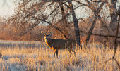 Whitetail Deer Buck in Fall