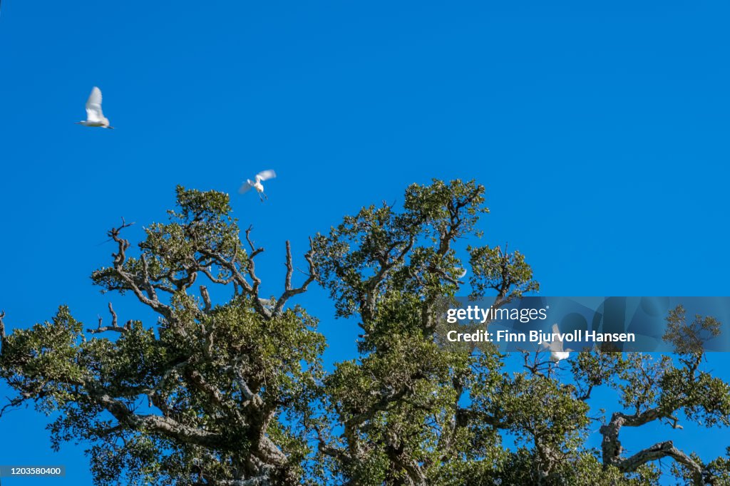 White birds taking of from a old oak tree