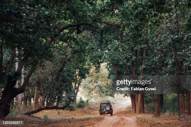 safari vehicle in the forest in india - bandhavgarh national park stock pictures, royalty-free photos & images