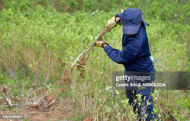 Man pulls coca plants out of the ground at an illegal coca crop in Tumaco, Narino Department, Colombia, on February 26, 2020. - Colombia's Defense...