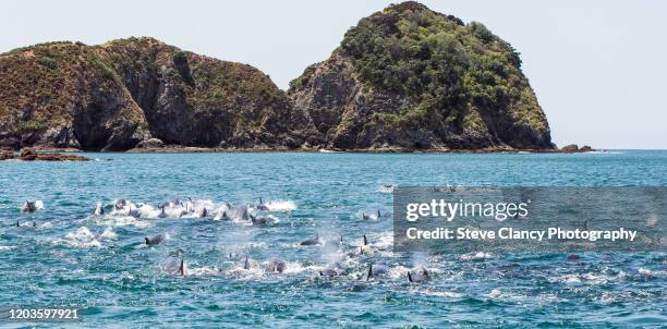 dolphins in the bay of islands - north island new zealand stock pictures, royalty-free photos & images