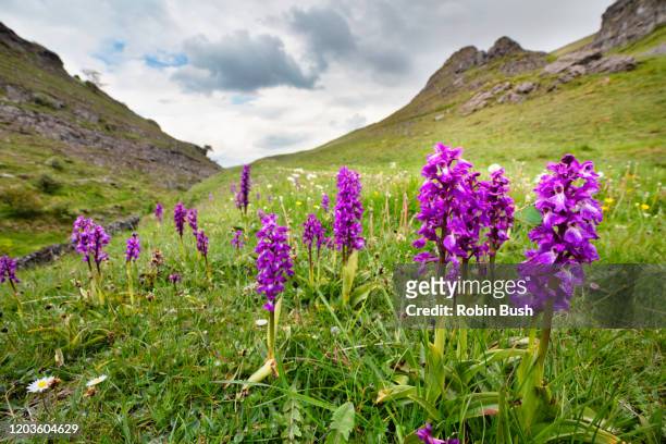 early purple orchids, cressbrook dale, derbyshire dales, england - orquidea salvaje fotografías e imágenes de stock