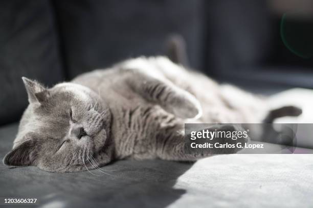 british shorthair cat relaxes lying down sideways on a grey couch with her eyes closed - cat lying down stock pictures, royalty-free photos & images