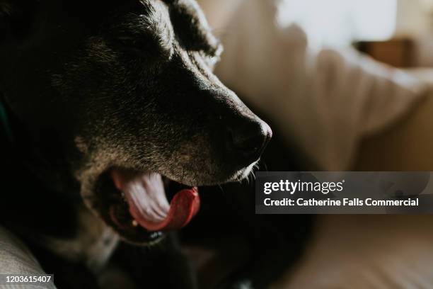 yawning dog - anxious dog licking lips stock pictures, royalty-free photos & images