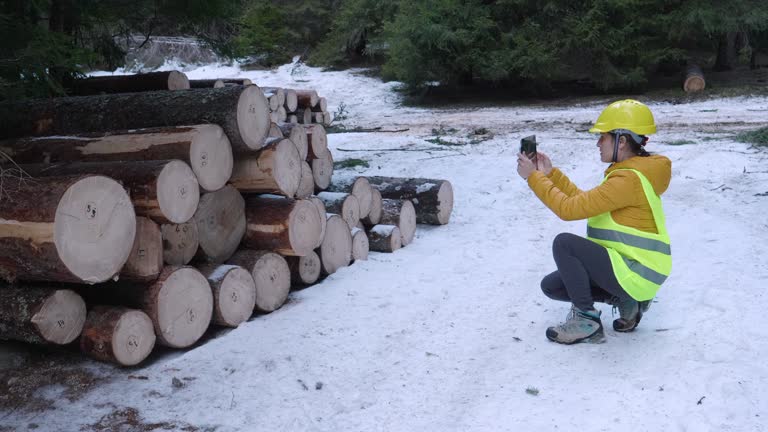 Measuring Log 36 Measuring Fire Wood Stock Videos, Footage, & 4K Video Clips - Getty ...