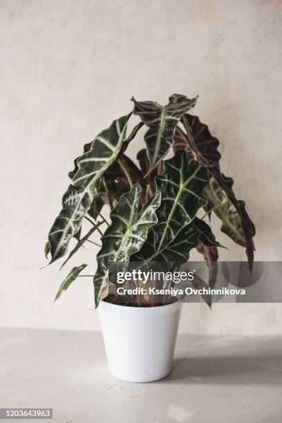 sansevieria trifasciata or snake plant in pot at home - sansevieria stock pictures, royalty-free photos & images