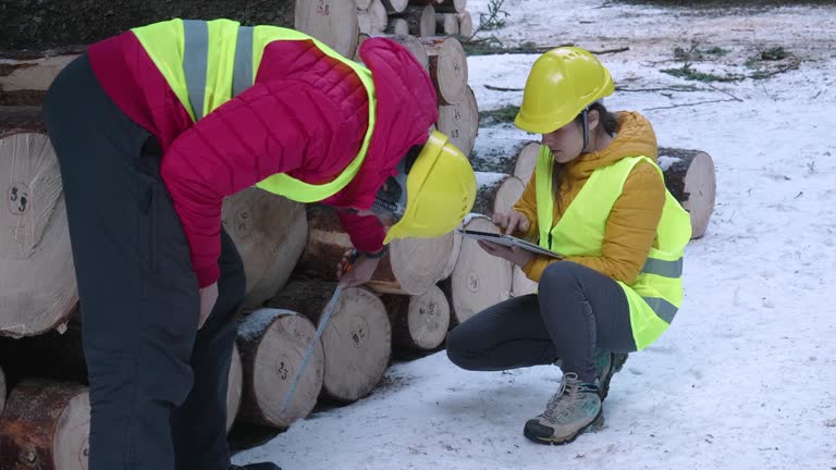 Measuring Log 36 Measuring Fire Wood Stock Videos, Footage, & 4K Video Clips - Getty ...