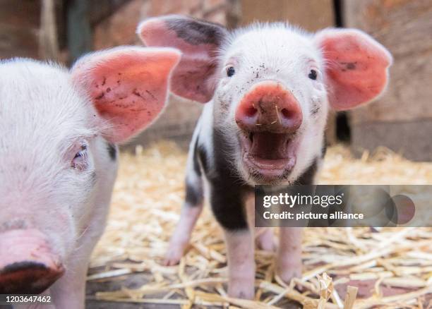 February Pigs 120 Pig Breeds Stock Photos, High-Res Pictures, and Images - Getty Images