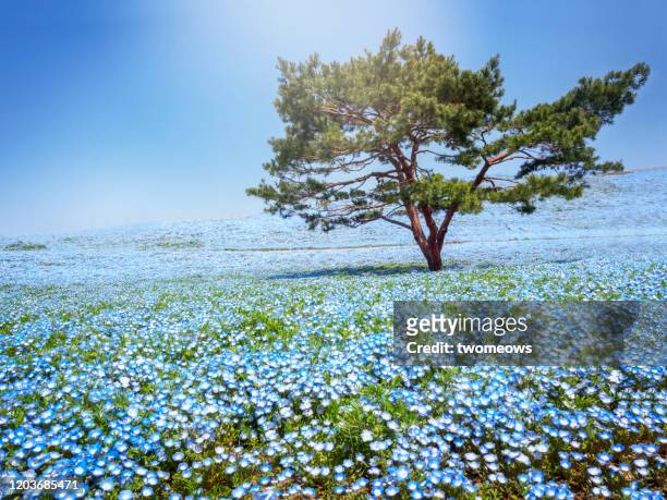 baby blue eyes flower bed. - nemophila stock pictures, royalty-free photos & images