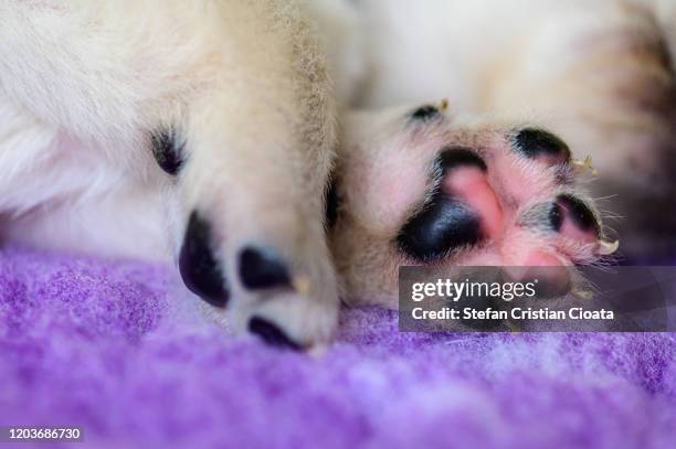 Lab Paws 510 Labrador Paw Stock Photos, High-Res Pictures, and Images - Getty Images
