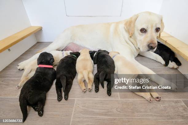 labrador mother feading her puppies - feet sucking stock pictures, royalty-free photos & images