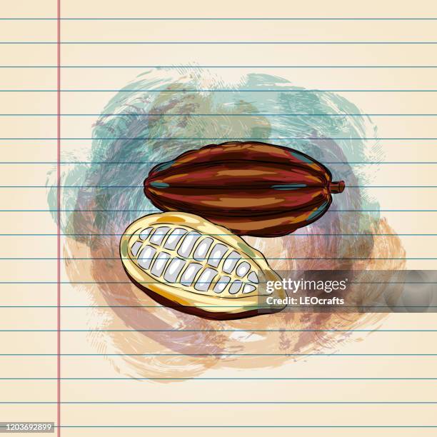 cocoa bean drawing on ruled paper - cocoa beans stock illustrations