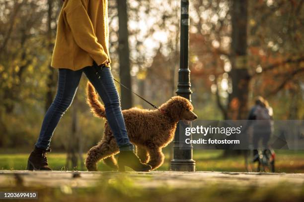 walking time in the park for red poodle and its owner - levar cão a passear imagens e fotografias de stock