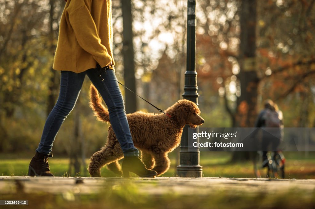 在公園為紅狗和它的主人散步的時間