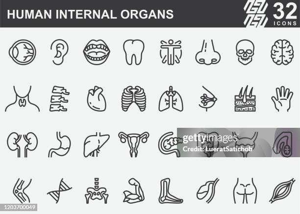 illustrations, cliparts, dessins animés et icônes de icônes de ligne d'organes internes humains - organe interne humain