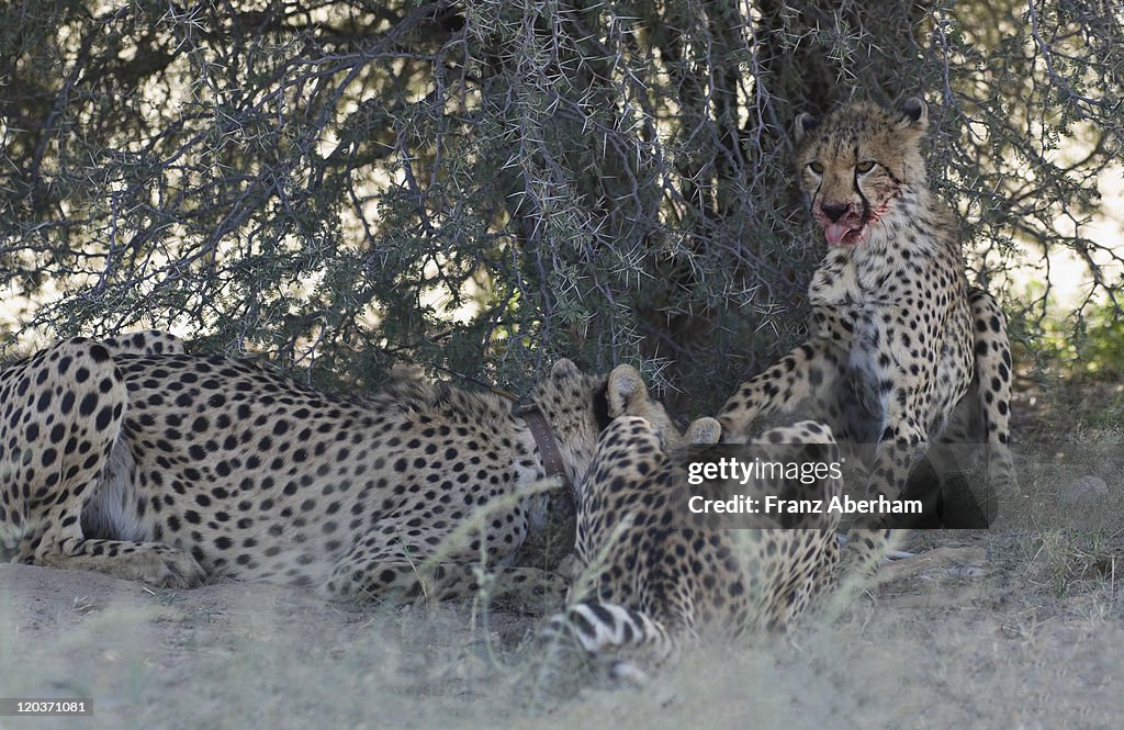 Cheetah and cubs