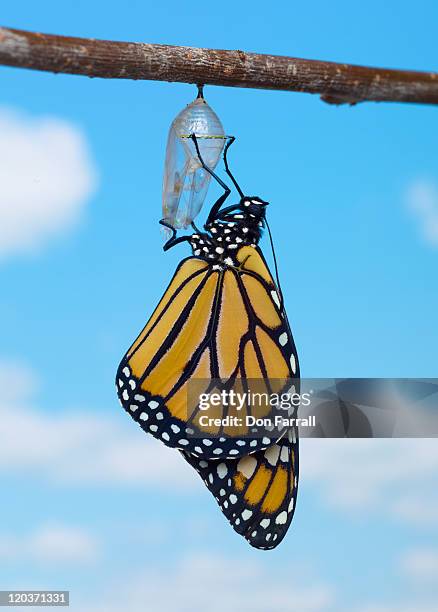 monarch butterfly, with chrysalis - butterfly cocoon stockfoto's en -beelden