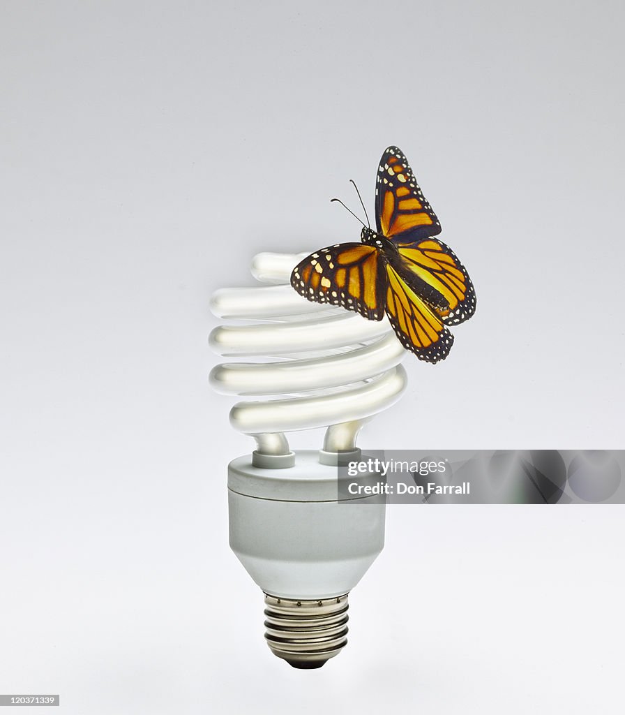 Monarch Butterfly on Fluorescent lightbulb