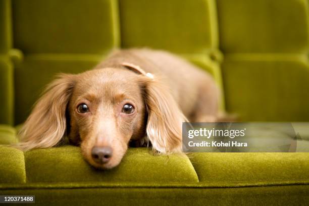 a dog on sofa - dashond stockfoto's en -beelden