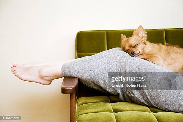 woman and dog in the room - lower bildbanksfoton och bilder