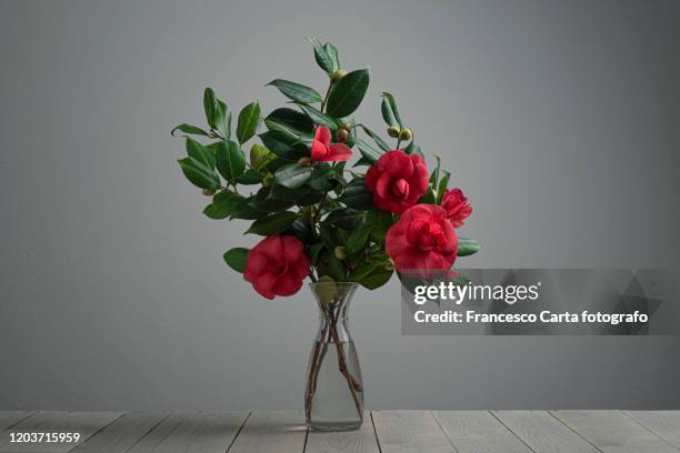 camellia flower - evergreen plant stock pictures, royalty-free photos & images