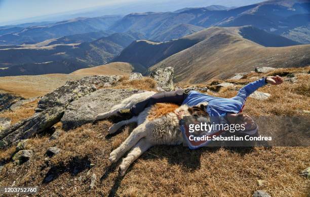 man with saint bernard's dog, drops down after a difficult climb, affection for dog, parang mountain, romania. - wilderness rescue stock pictures, royalty-free photos & images