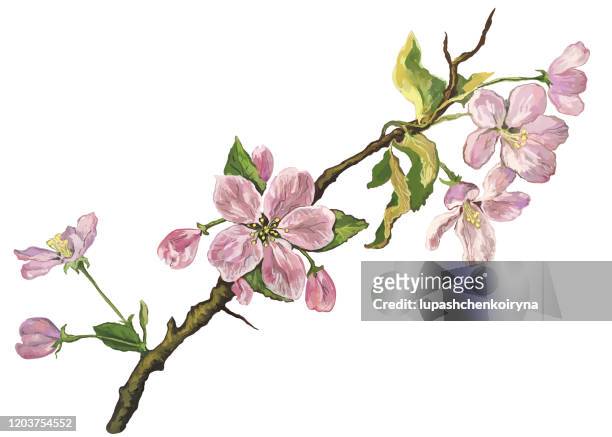 bildbanksillustrationer, clip art samt tecknat material och ikoner med fashionabla våren illustration av blommor vektor allegori symbol konst impressionism ömhet skönhet horisontell gren av en blommande äppelträd med små vridna gröna blad på vit bakgrund - apple blossoms