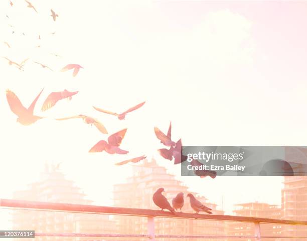 birds flying over the river thames - klapwieken stockfoto's en -beelden