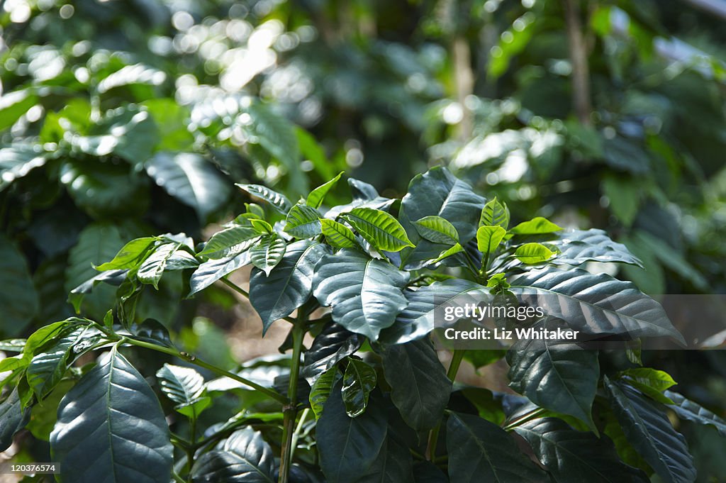 Coffee plants (Coffea sp.), close-up
