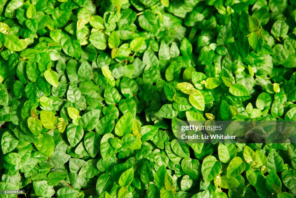 Creeping fig (Fiscus pumila), full frame