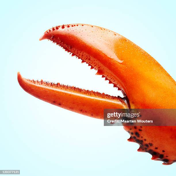 lobstermayhem claw 01 - klauw-lichaamsdeel-van-dieren stockfoto's en -beelden